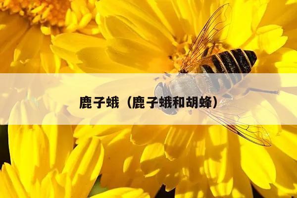鹿子蛾（鹿子蛾和胡蜂）