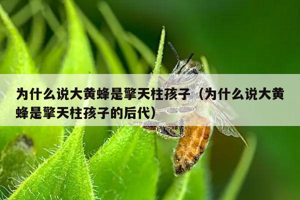 为什么说大黄蜂是擎天柱孩子（为什么说大黄蜂是擎天柱孩子的后代）