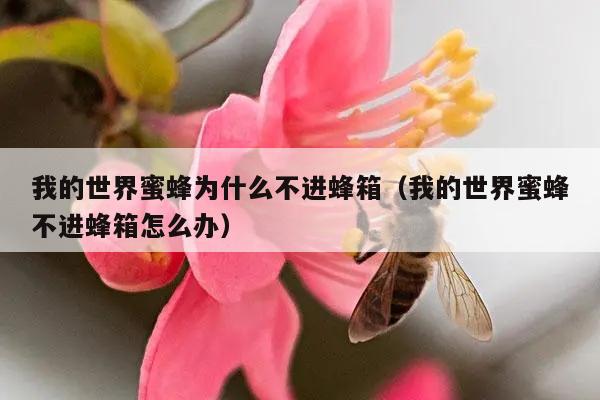 我的世界蜜蜂为什么不进蜂箱（我的世界蜜蜂不进蜂箱怎么办）