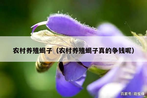 农村养殖蝎子（农村养殖蝎子真的争钱呢）
