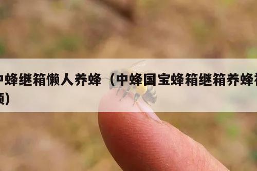 中蜂继箱懒人养蜂（中蜂国宝蜂箱继箱养蜂视频）