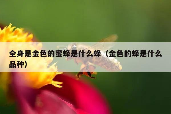 全身是金色的蜜蜂是什么蜂（金色的蜂是什么品种）