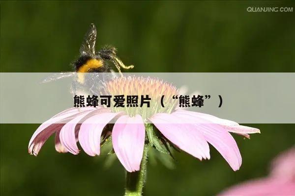 熊蜂可爱照片（“熊蜂”）
