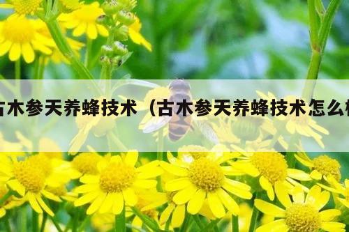 古木参天养蜂技术（古木参天养蜂技术怎么样）