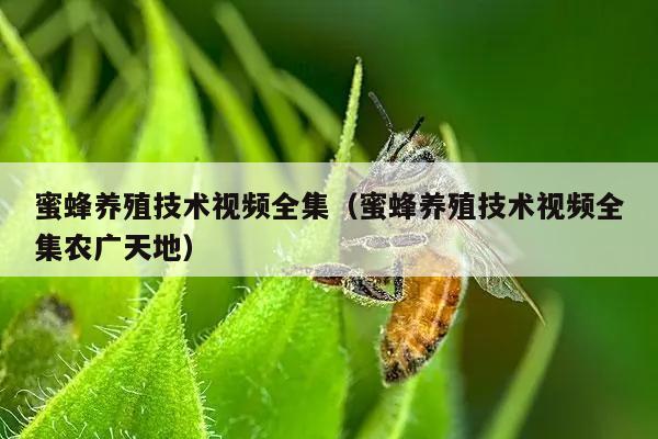蜜蜂养殖技术视频全集（蜜蜂养殖技术视频全集农广天地）