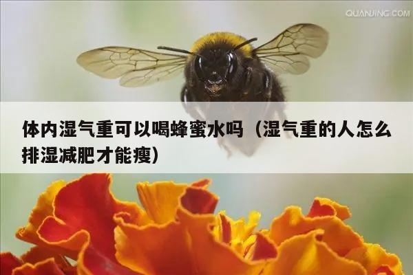 体内湿气重可以喝蜂蜜水吗（湿气重的人怎么排湿减肥才能瘦）