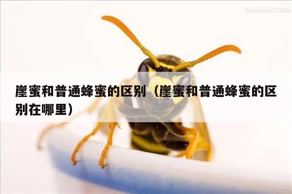 崖蜜和普通蜂蜜的区别（崖蜜和普通蜂蜜的区别在哪里）