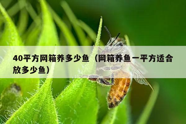 40平方网箱养多少鱼（网箱养鱼一平方适合放多少鱼）