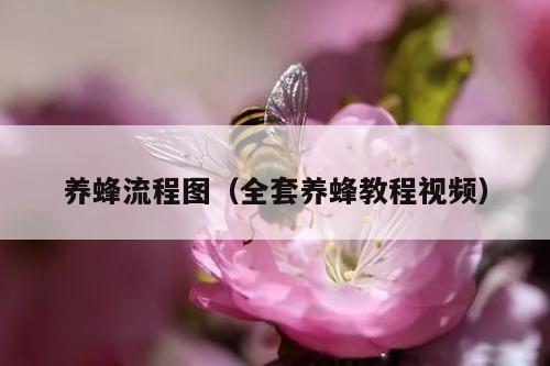 养蜂流程图（全套养蜂教程视频）
