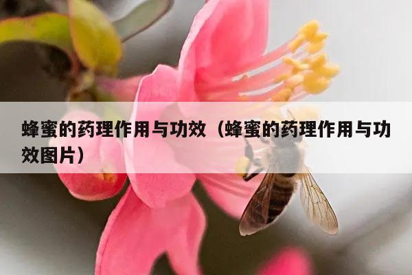蜂蜜的药理作用与功效（蜂蜜的药理作用与功效图片）