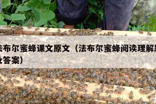 法布尔蜜蜂课文原文（法布尔蜜蜂阅读理解题及答案）