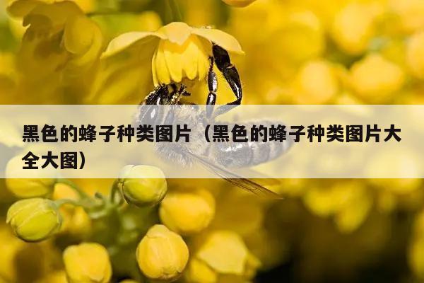 黑色的蜂子种类图片（黑色的蜂子种类图片大全大图）