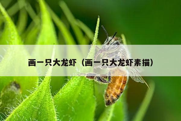 画一只大龙虾（画一只大龙虾素描）