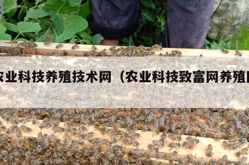 农业科技养殖技术网（农业科技致富网养殖网）