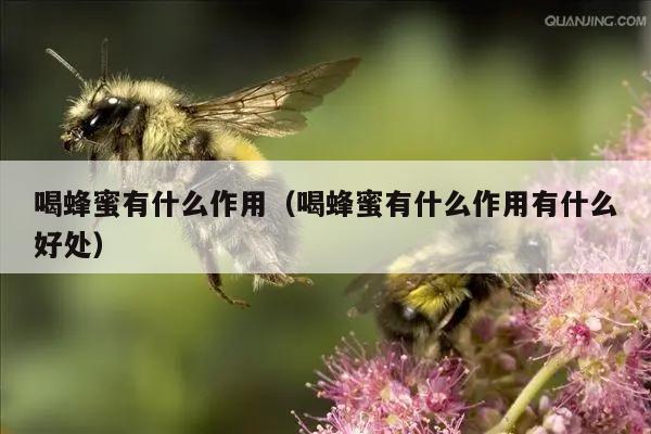 喝蜂蜜有什么作用（喝蜂蜜有什么作用有什么好处）