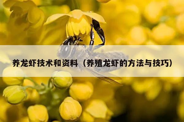 养龙虾技术和资料（养殖龙虾的方法与技巧）