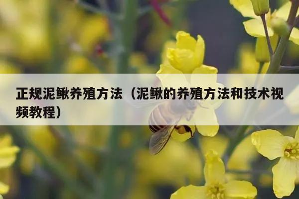正规泥鳅养殖方法（泥鳅的养殖方法和技术视频教程）