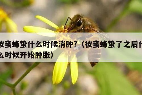 被蜜蜂蛰什么时候消肿?（被蜜蜂蛰了之后什么时候开始肿胀）