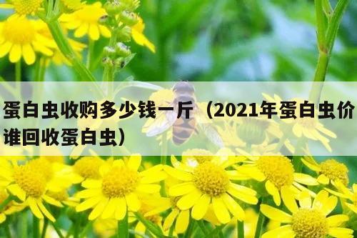 蛋白虫收购多少钱一斤（2021年蛋白虫价谁回收蛋白虫）