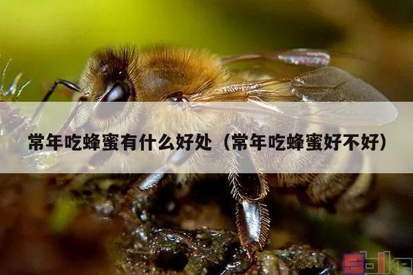 常年吃蜂蜜有什么好处（常年吃蜂蜜好不好）