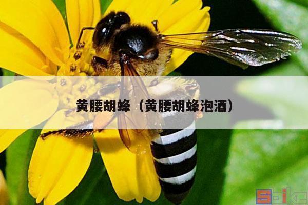 黄腰胡蜂（黄腰胡蜂泡酒）