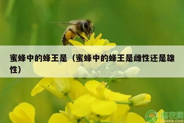 蜜蜂中的蜂王是（蜜蜂中的蜂王是雌性还是雄性）