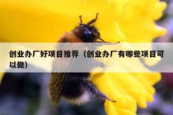 创业办厂好项目推荐（创业办厂有哪些项目可以做）