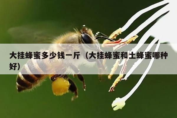大挂蜂蜜多少钱一斤（大挂蜂蜜和土蜂蜜哪种好）
