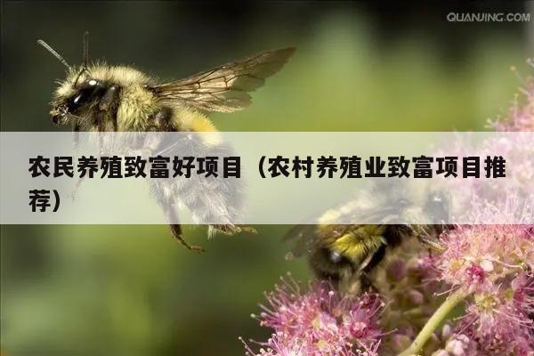 农民养殖致富好项目（农村养殖业致富项目推荐）