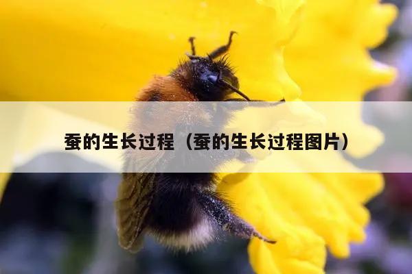 蚕的生长过程（蚕的生长过程图片）