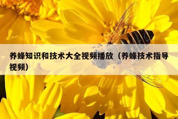 养蜂知识和技术大全视频播放（养蜂技术指导视频）