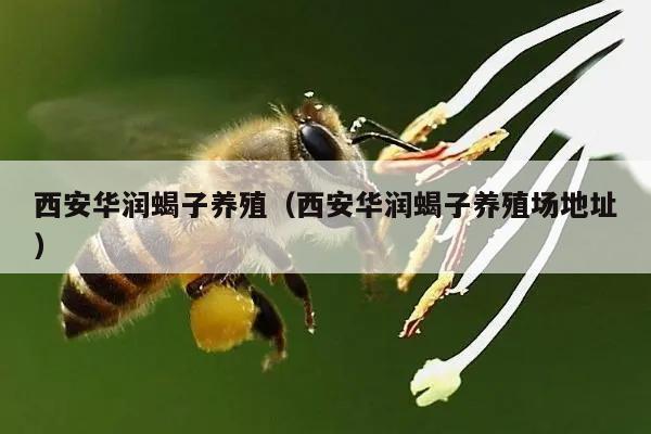 西安华润蝎子养殖（西安华润蝎子养殖场地址）