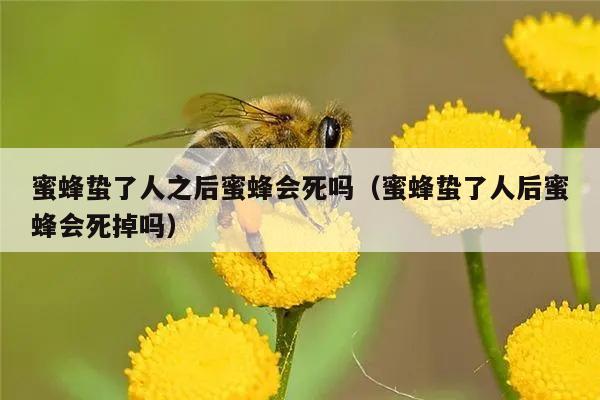 蜜蜂蛰了人之后蜜蜂会死吗（蜜蜂蛰了人后蜜蜂会死掉吗）