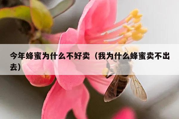 今年蜂蜜为什么不好卖（我为什么蜂蜜卖不出去）