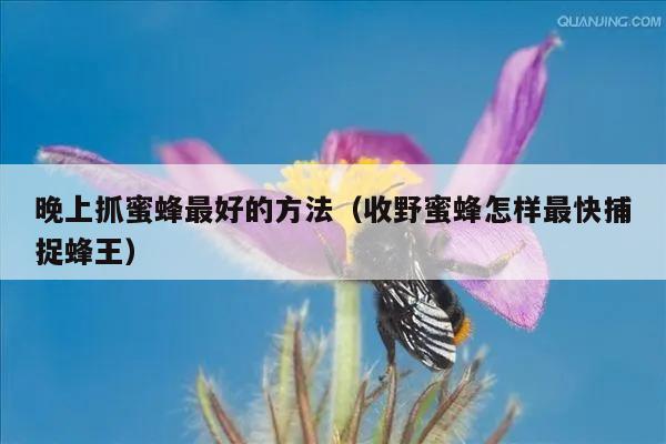 晚上抓蜜蜂最好的方法（收野蜜蜂怎样最快捕捉蜂王）