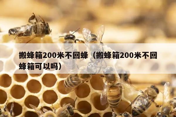 搬蜂箱200米不回蜂（搬蜂箱200米不回蜂箱可以吗）