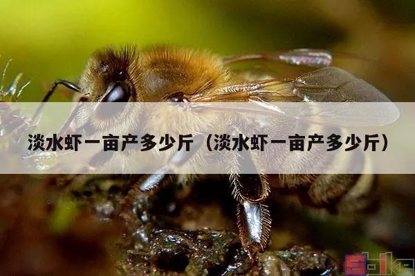 淡水虾一亩产多少斤（淡水虾一亩产多少斤）