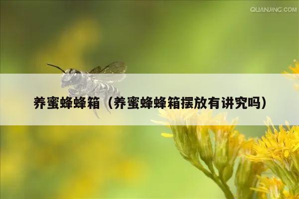 养蜜蜂蜂箱（养蜜蜂蜂箱摆放有讲究吗）