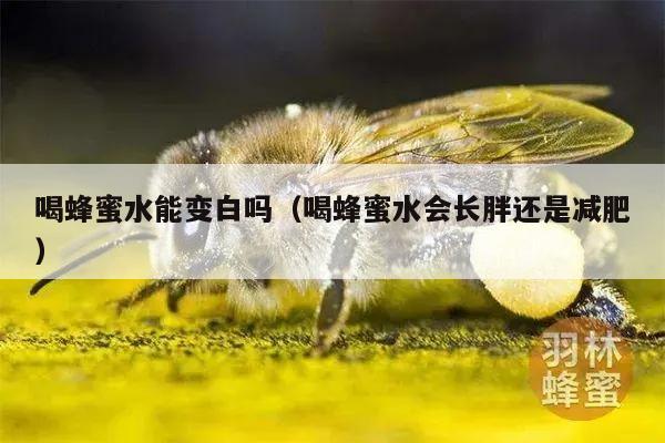 喝蜂蜜水能变白吗（喝蜂蜜水会长胖还是减肥）