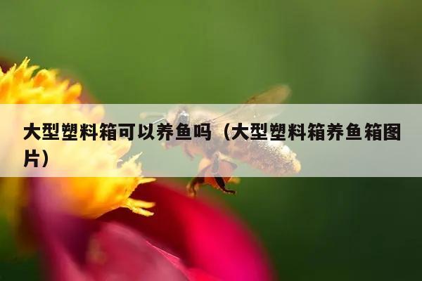 大型塑料箱可以养鱼吗（大型塑料箱养鱼箱图片）