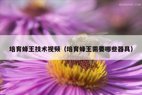 培育蜂王技术视频（培育蜂王需要哪些器具）