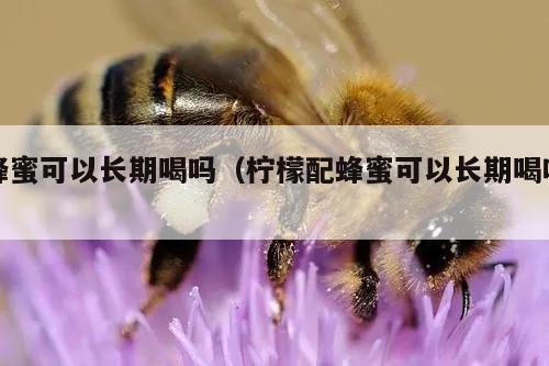 蜂蜜可以长期喝吗（柠檬配蜂蜜可以长期喝吗）