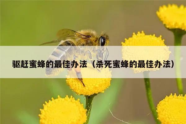 驱赶蜜蜂的最佳办法（杀死蜜蜂的最佳办法）