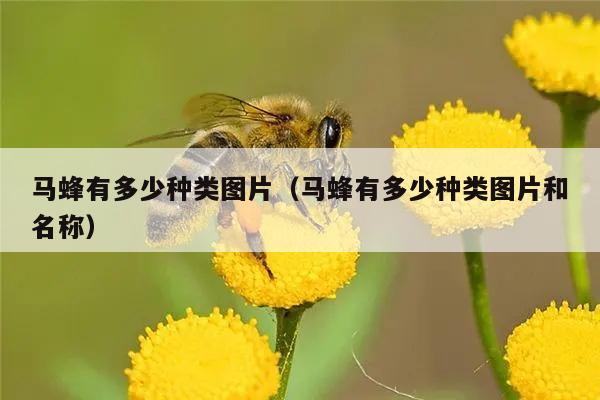 马蜂有多少种类图片（马蜂有多少种类图片和名称）