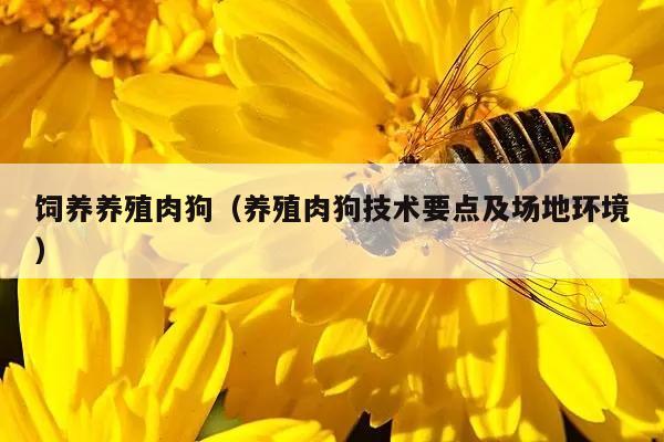 饲养养殖肉狗（养殖肉狗技术要点及场地环境）