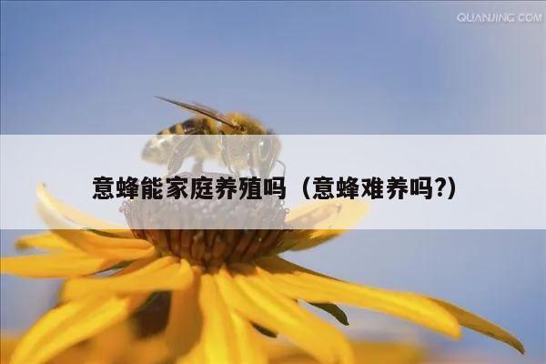 意蜂能家庭养殖吗（意蜂难养吗?）