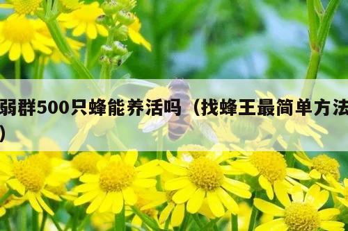 弱群500只蜂能养活吗（找蜂王最简单方法）