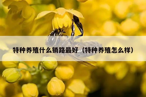 特种养殖什么销路最好（特种养殖怎么样）