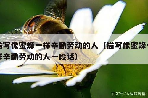 描写像蜜蜂一样辛勤劳动的人（描写像蜜蜂一样辛勤劳动的人一段话）
