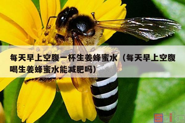 每天早上空腹一杯生姜蜂蜜水（每天早上空腹喝生姜蜂蜜水能减肥吗）